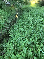 Commelina diffusa diffusa