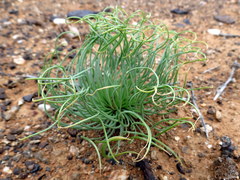 Gethyllis namaquensis