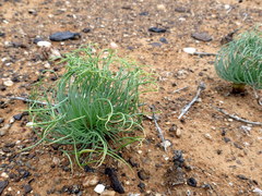 Gethyllis namaquensis