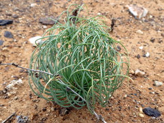 Gethyllis namaquensis