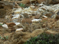 Certhilauda subcoronata bradshawi