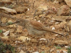 Certhilauda subcoronata bradshawi