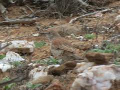 Certhilauda subcoronata bradshawi