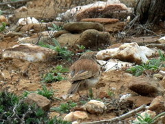 Certhilauda subcoronata bradshawi