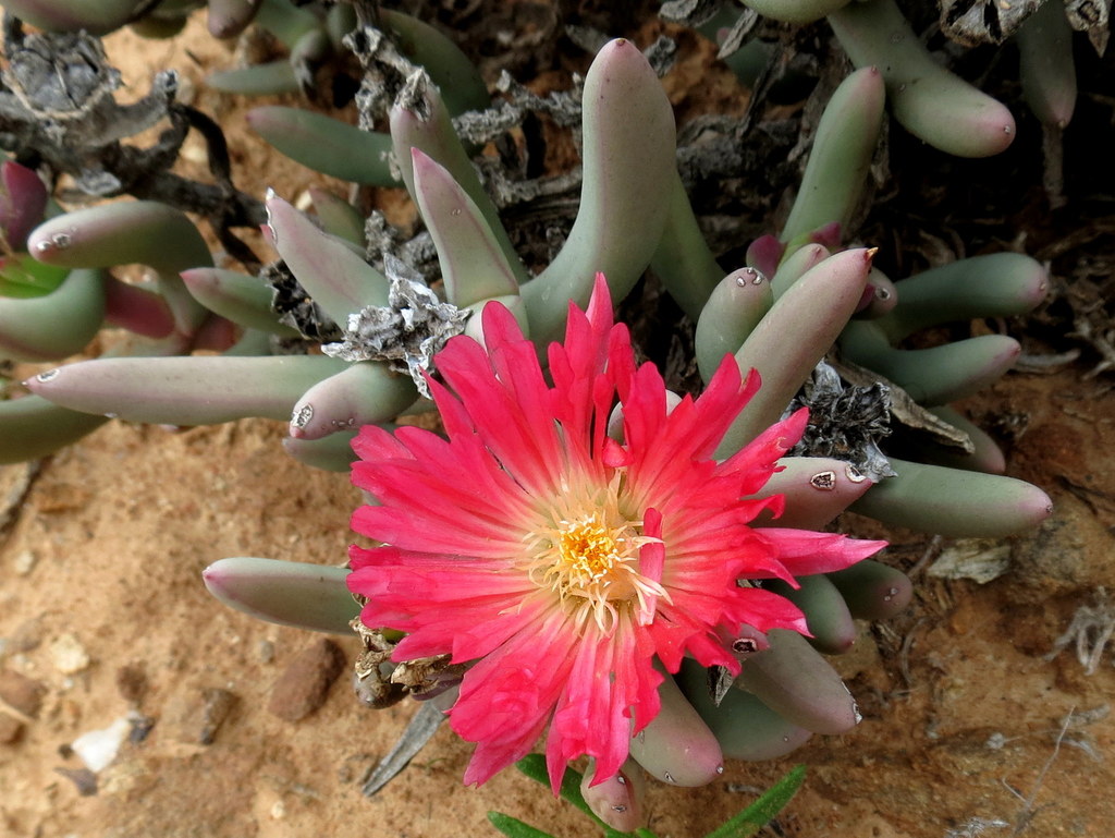 Astridia speciosa L.Bolus