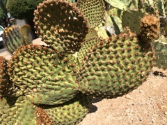 Opuntia microdasys
