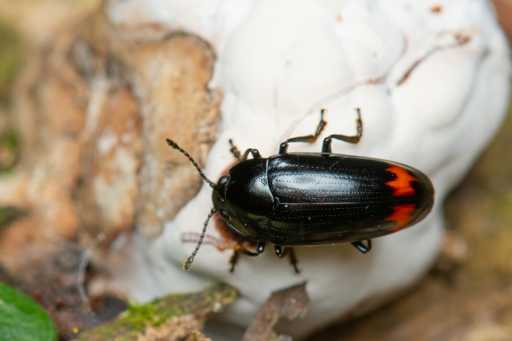 Micrencaustes navicularis
