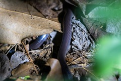 Atractaspis bibronii