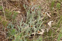 Psephellus sibiricus