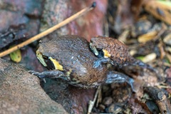 Breviceps mossambicus