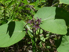 Matelea carolinensis