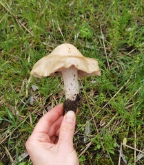 Entoloma clypeatum