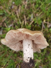 Entoloma clypeatum