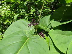 Matelea carolinensis