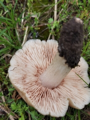 Entoloma clypeatum