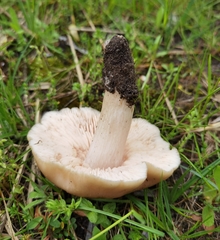 Entoloma clypeatum