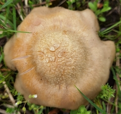 Entoloma clypeatum