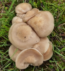 Entoloma clypeatum