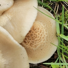 Entoloma clypeatum