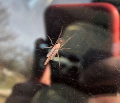 Chironomus crassicaudatus