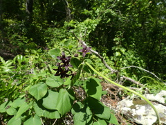 Matelea carolinensis