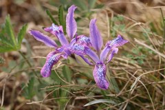 Iris tigridia