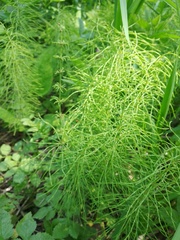Equisetum pratense image