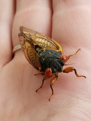 Magicicada septendecula