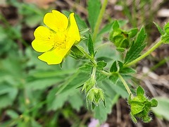 Potentilla adscharica