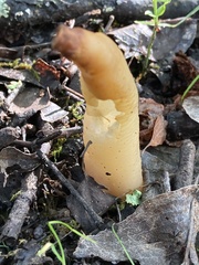 Verpa bohemica