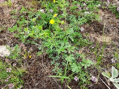 Potentilla adscharica