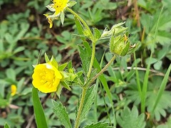 Potentilla adscharica