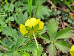 Potentilla adscharica