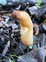 Verpa bohemica