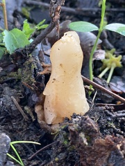 Verpa bohemica