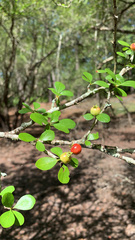 Crataegus aestivalis
