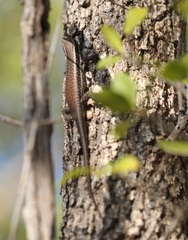 Trachylepis spilogaster