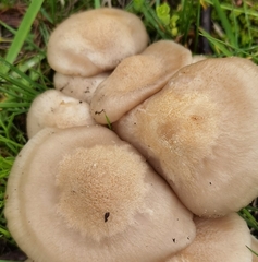 Entoloma clypeatum