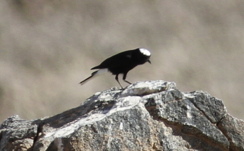 White-crowned Wheatear