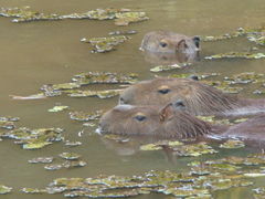 Hydrochoerus hydrochaeris