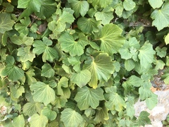 Hedera helix