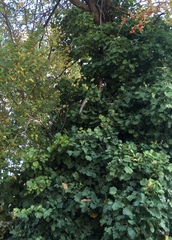 Hedera helix