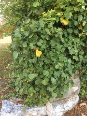 Hedera helix