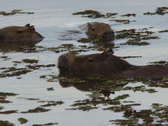 Hydrochoerus hydrochaeris
