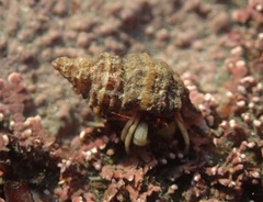Paciocinebrina atropurpurea