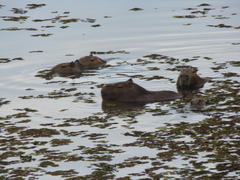 Hydrochoerus hydrochaeris