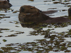 Hydrochoerus hydrochaeris