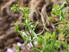 Thesium ramosum