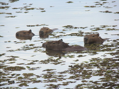 Hydrochoerus hydrochaeris