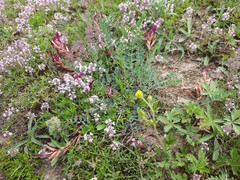 Astragalus buschiorum